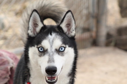 picture of the dog needing adoption