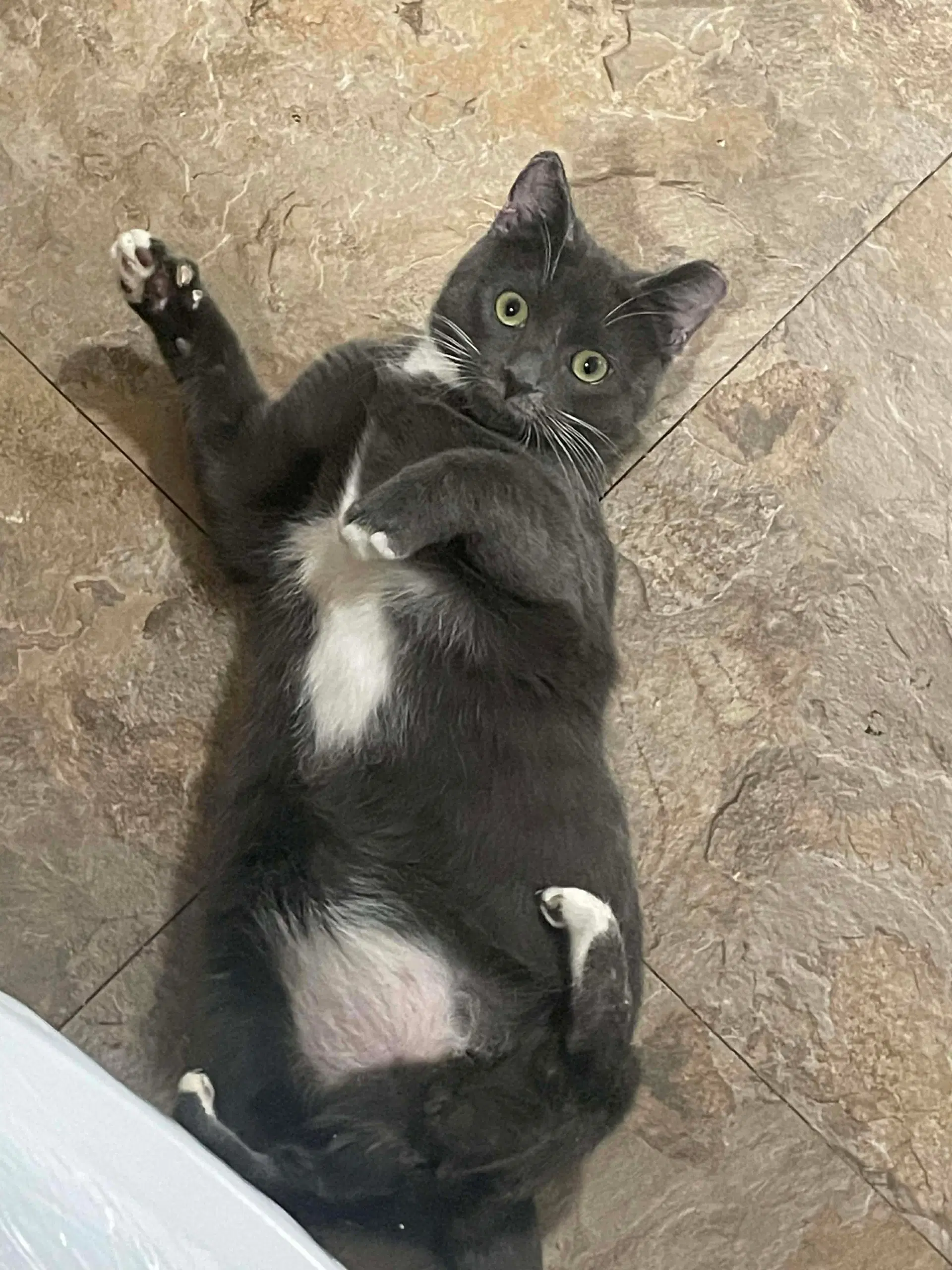 Manitas - Domestic Short Hair