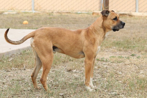 SCOOBY - Boxer available for adoption