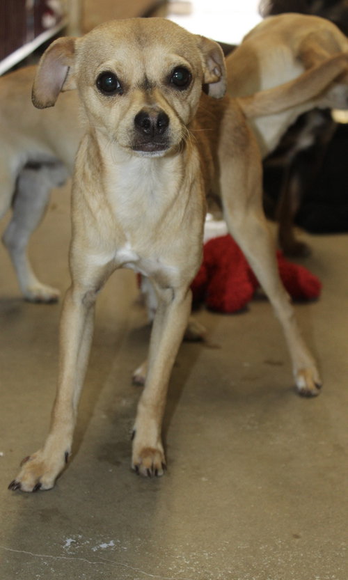BIZZY - Chihuahua available for adoption