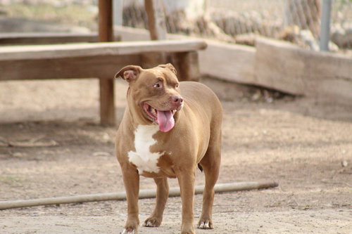 TASHA - Pit Bull Terrier available for adoption