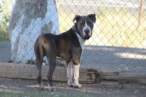 ROWAN - Pit Bull Terrier / Mastiff available for adoption