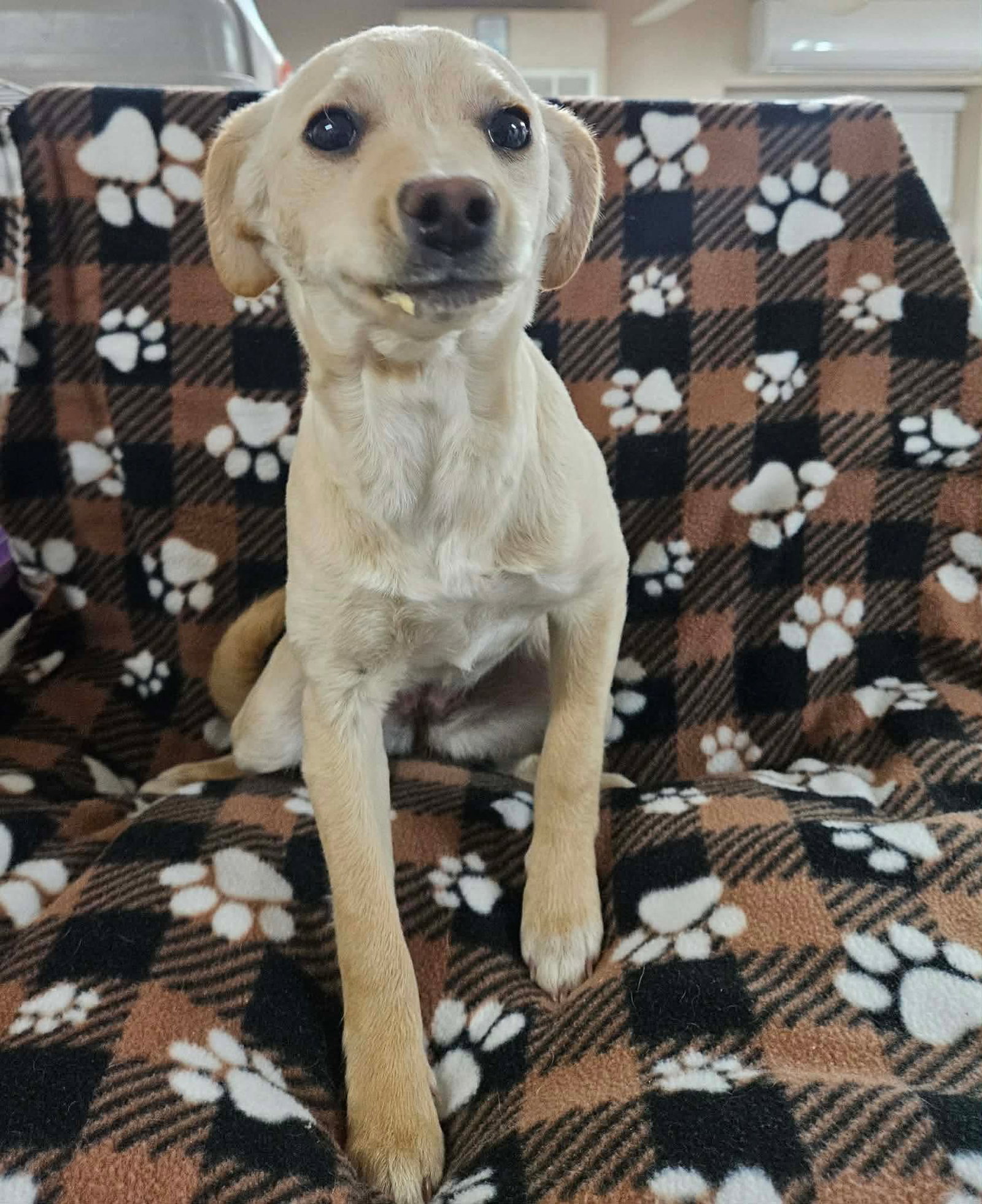 Lucy Image