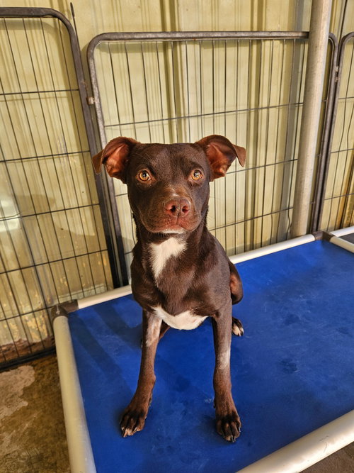 picture of the dog needing adoption