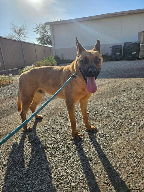 BUBBA - Shepherd available for adoption