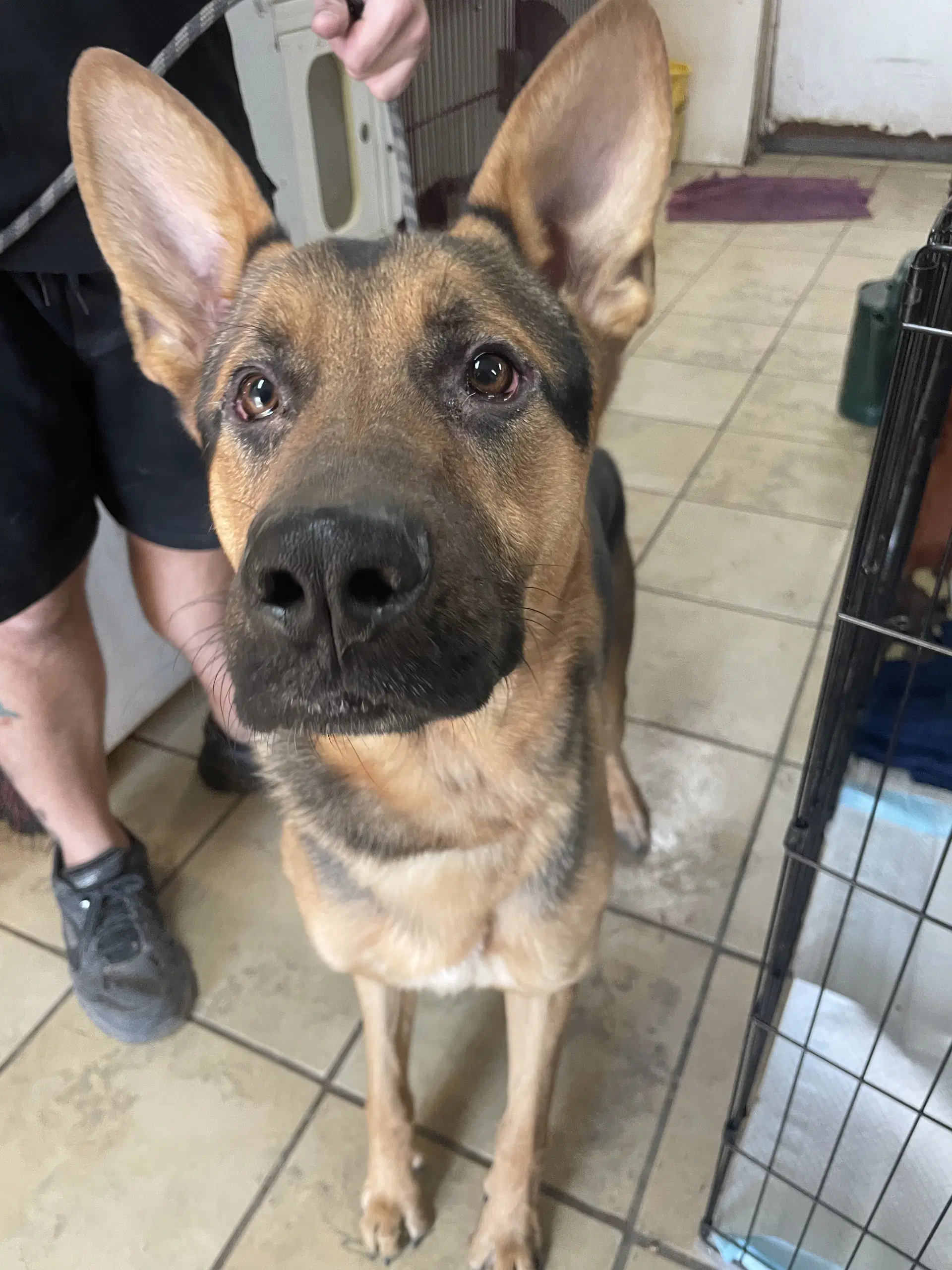 Ted - German Shepherd Dog