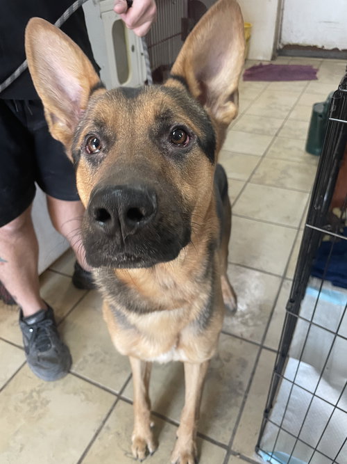 picture of the dog needing adoption