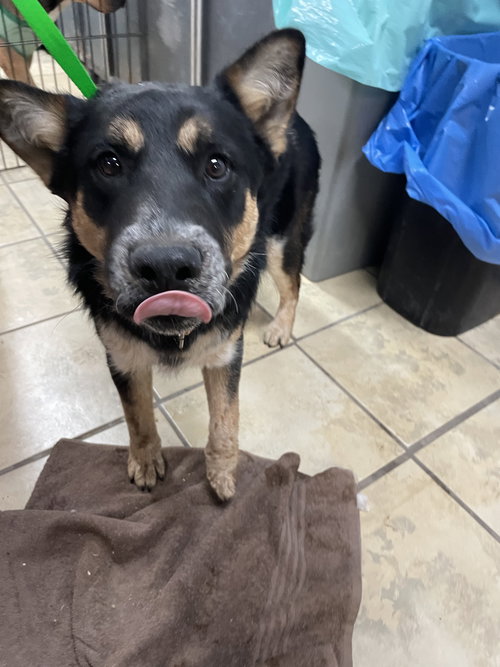 picture of the dog needing adoption