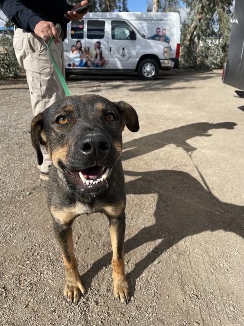 Miley, an adoptable Shepherd in El Centro, CA