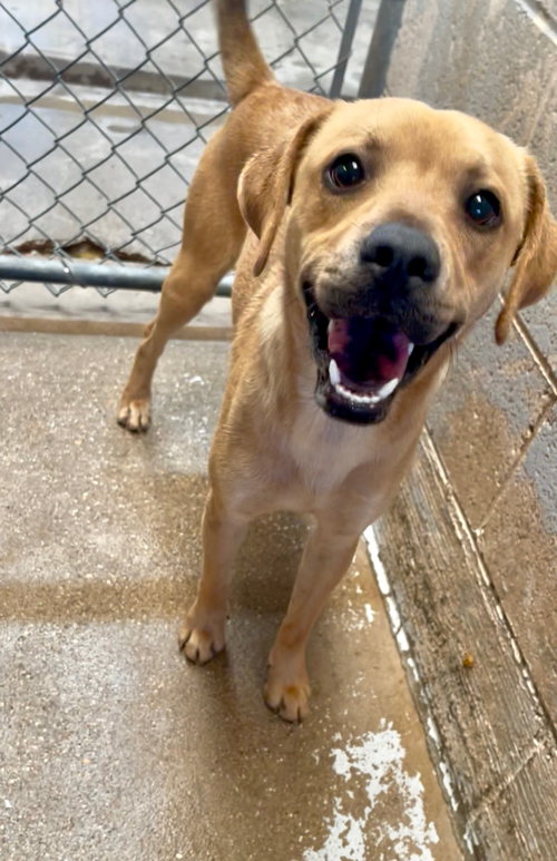 picture of the dog needing adoption