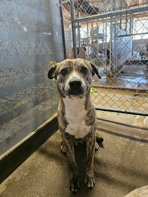 CAT - Pit Bull Terrier / Shepherd available for adoption
