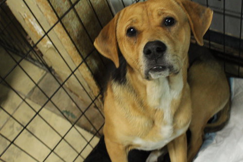 ESPN, an adoptable Beagle in El Centro, CA