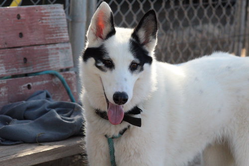 picture of the dog needing adoption