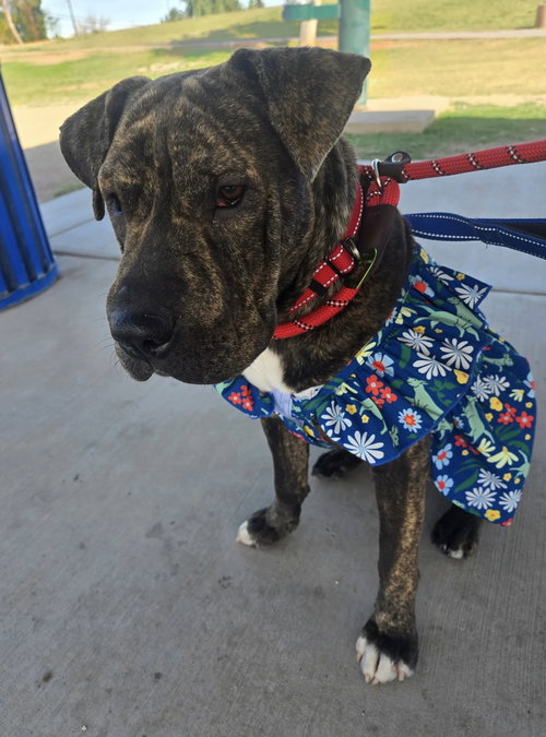 picture of the dog needing adoption