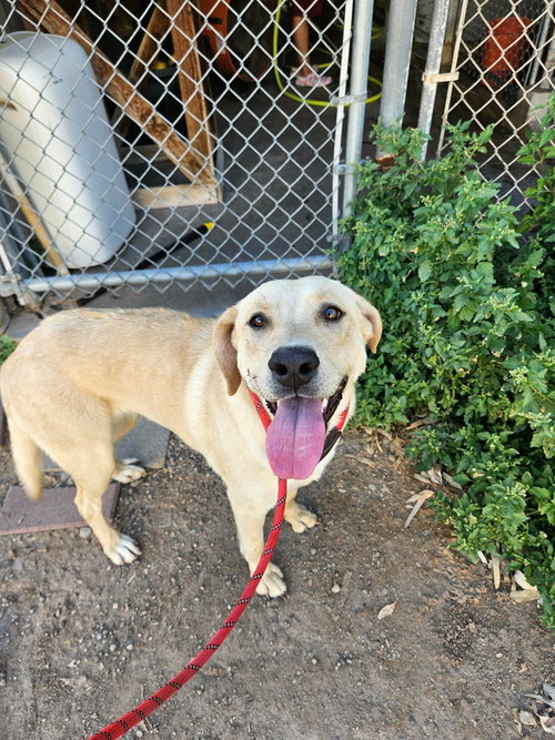 BIRD - Labrador Retriever available for adoption