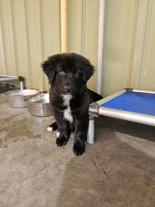 PINTO - Shepherd available for adoption