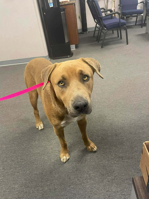 WOLF - Shepherd / Pit Bull Terrier available for adoption