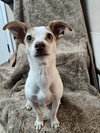 Pip - Photo 1