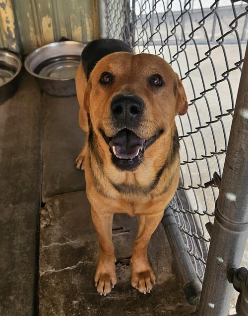 Johnny, an adoptable Hound in El Centro, CA
