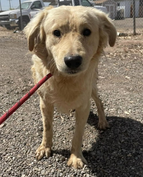 SHAWN - Golden Retriever / Spaniel available for adoption