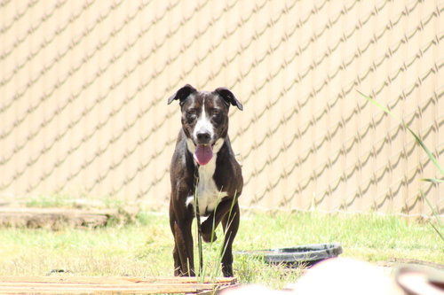 Topanga, an adoptable Pit Bull Terrier in El Centro, CA