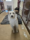 Toto - Photo 1