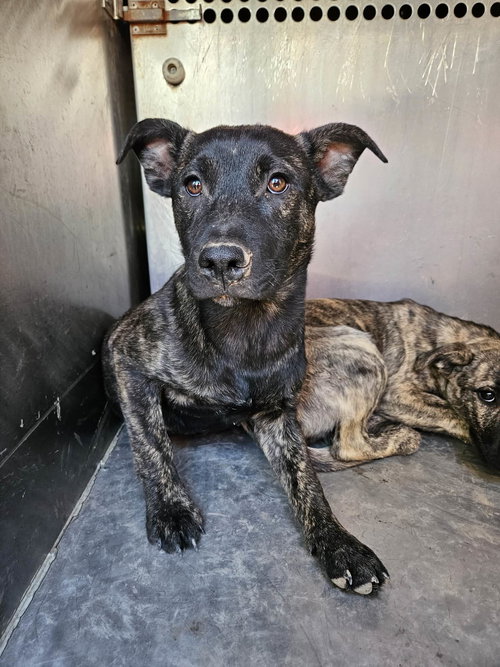 Jasper, an adoptable Dutch Shepherd in El Centro, CA