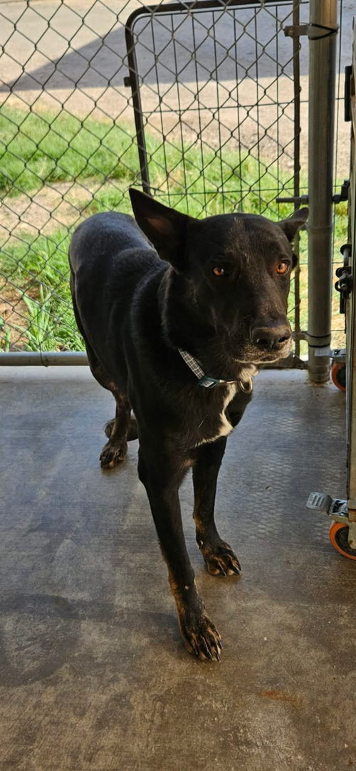 ERNIE - Shepherd available for adoption