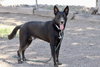 Ernie - Photo 1