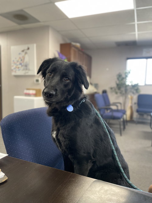 Ruthie, an adoptable Retriever in El Centro, CA