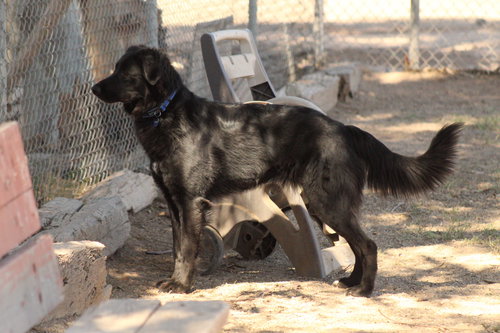 RUTHIE - Retriever / Shepherd available for adoption