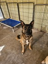 Hazel - Photo 2