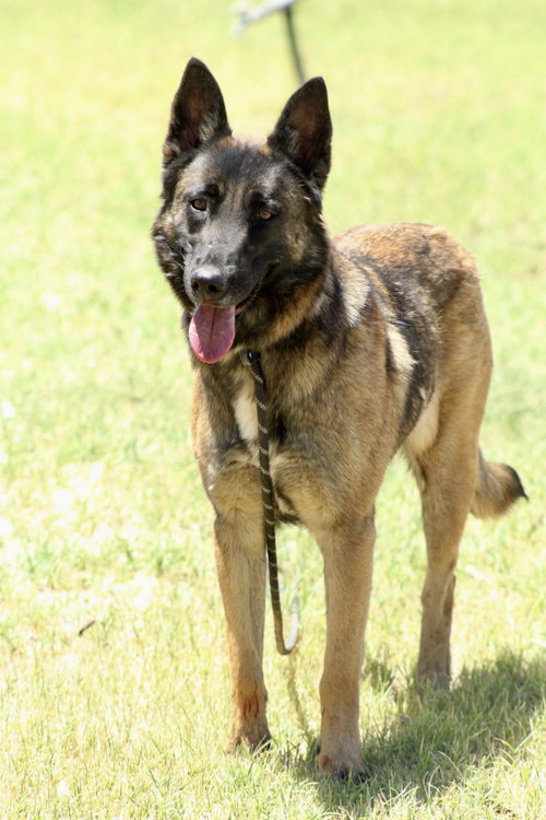 Hazel, an adoptable Belgian Shepherd Malinois in El Centro, CA