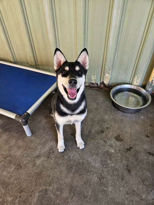Jemma, an adoptable Husky in El Centro, CA