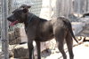 Dusty - Photo 1