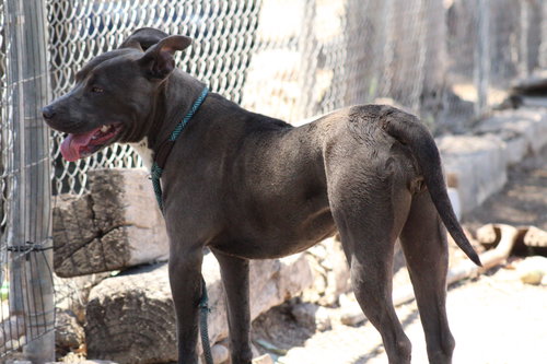 Dusty, an adoptable Pit Bull Terrier in El Centro, CA