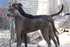 Dusty - Photo 2
