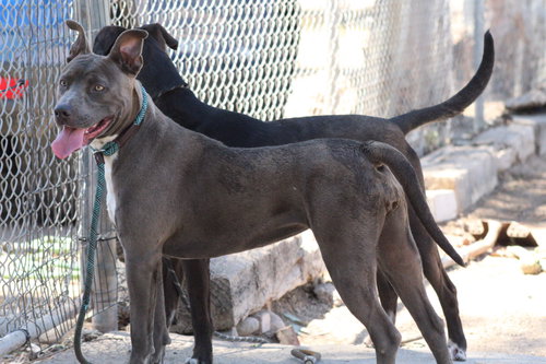 DUSTY - Pit Bull Terrier available for adoption