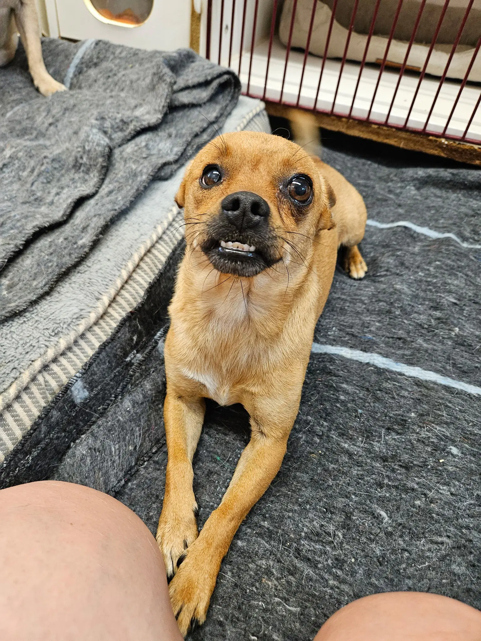 Mouth - Chihuahua