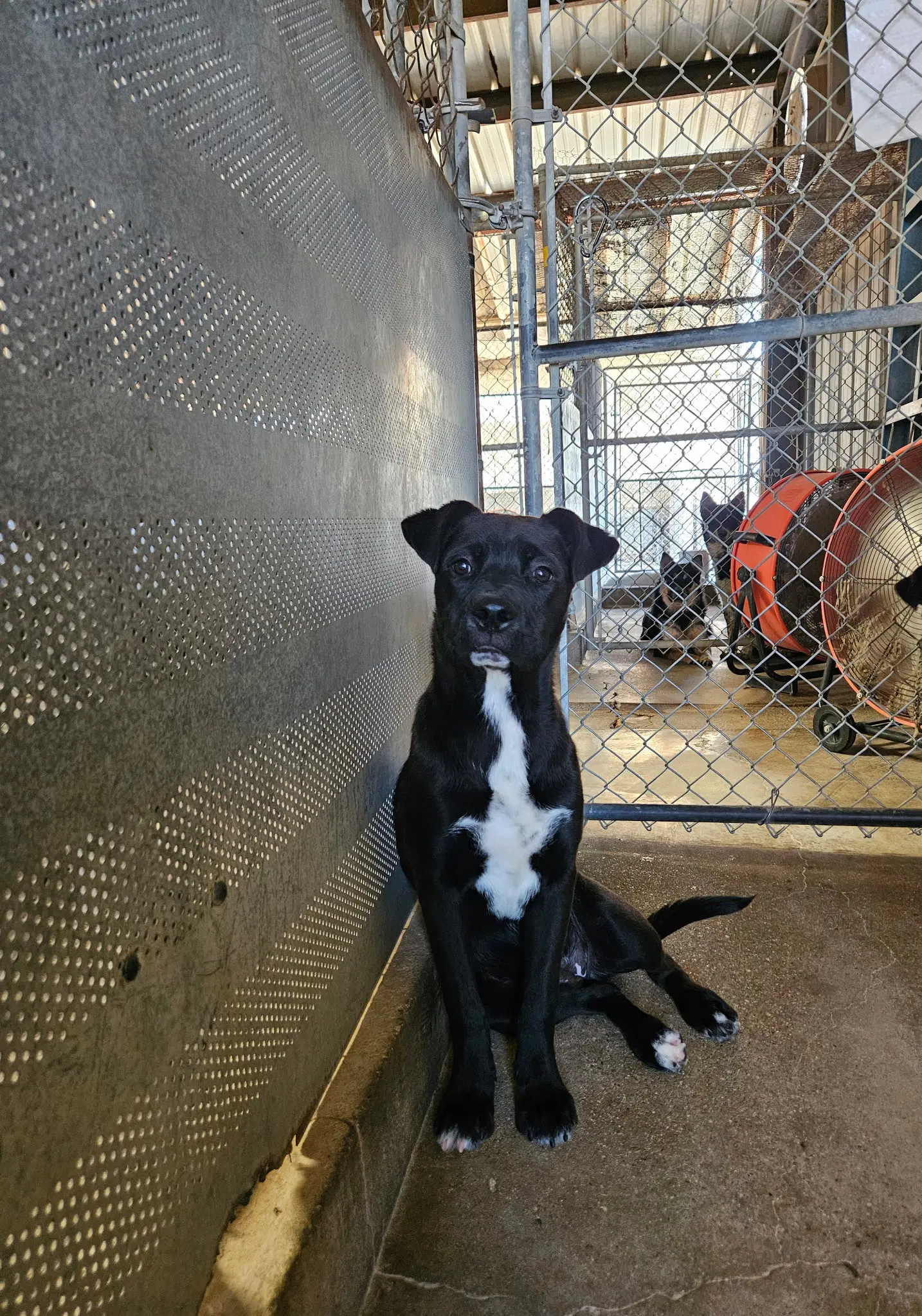 Manzanita - Pit Bull Terrier