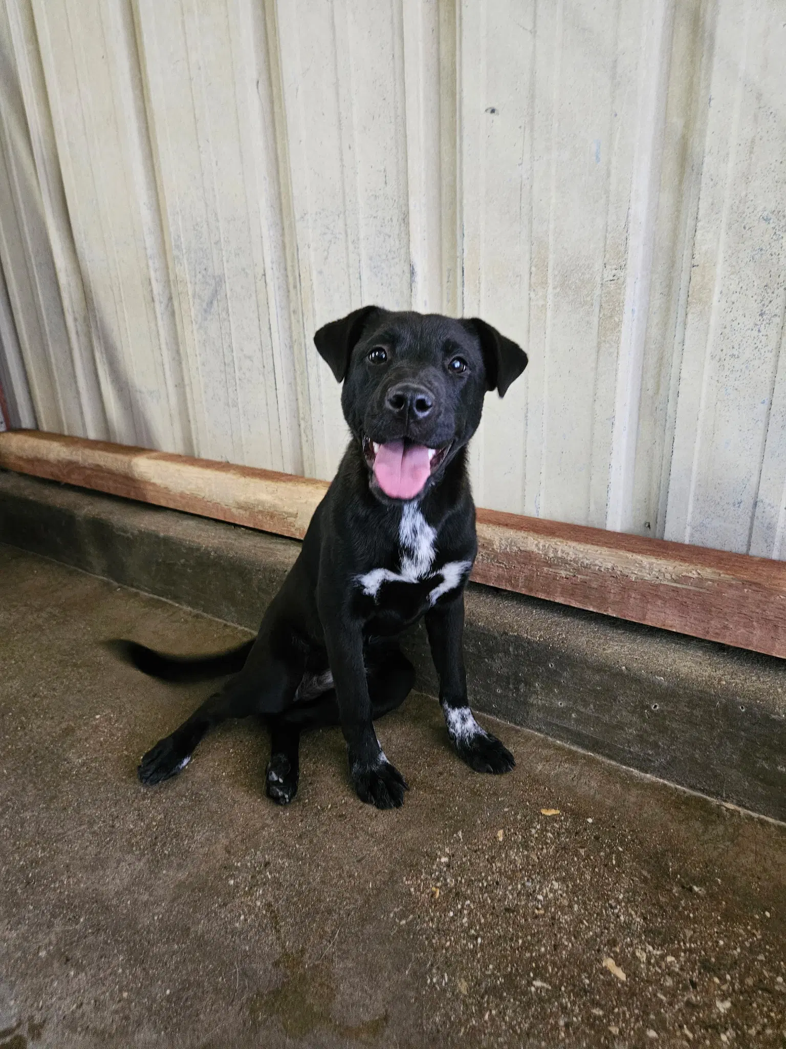 Fresa - Pit Bull Terrier