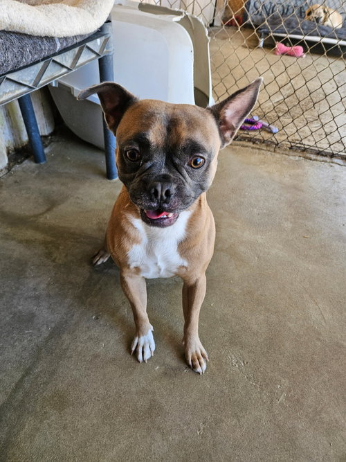 Juan Carlos, an adoptable French Bulldog in El Centro, CA