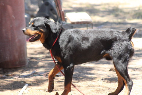 Kontos, an adoptable Rottweiler in El Centro, CA