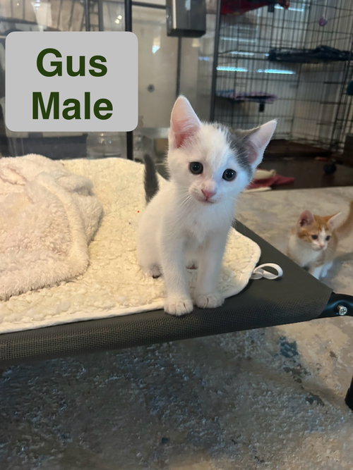 Gus, Baby Domestic Short Hair / Mixed (short coat), cat for adoption in Calexico, California