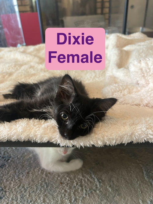 Dixie, Baby Domestic Short Hair / Mixed (short coat), cat for adoption in Calexico, California