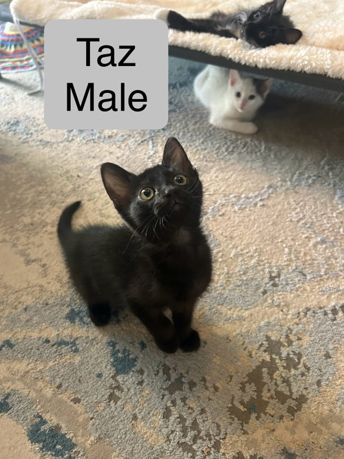Taz, Domestic Short Hair / Mixed, cat for adoption in Calexico, California