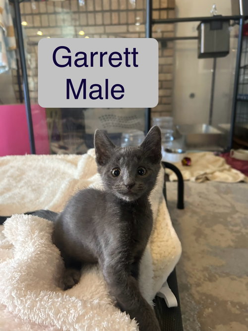 Garrett, Baby Russian Blue / Mixed (short coat), cat for adoption in Calexico, California