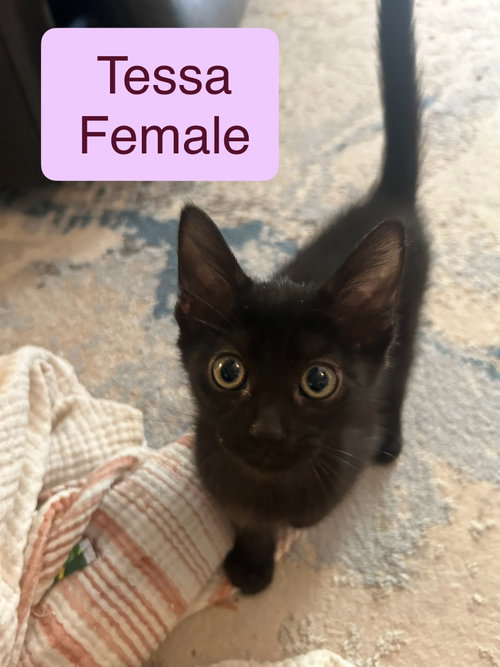 Tessa, Baby Domestic Short Hair / Mixed (short coat), cat for adoption in Calexico, California