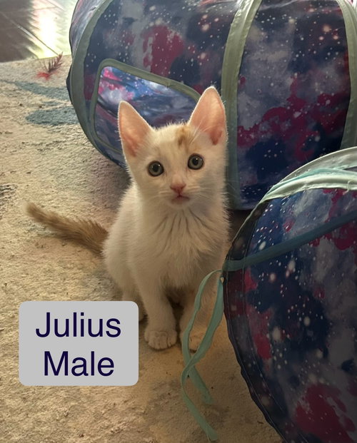 Julius, Baby Domestic Short Hair / Mixed (short coat), cat for adoption in Calexico, California
