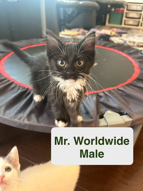 Mr Worldwide, Baby Domestic Medium Hair / Mixed (medium coat), cat for adoption in Calexico, California